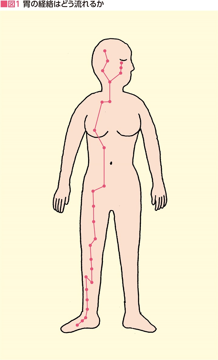 図1　胃の経絡はどう流れるか