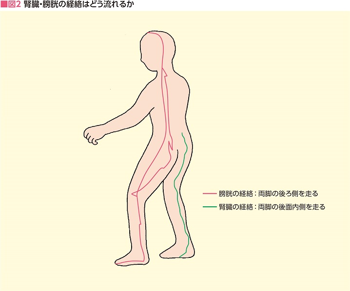 図2 腎臓・膀胱の経絡はどう流れるか